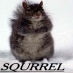 squrrel